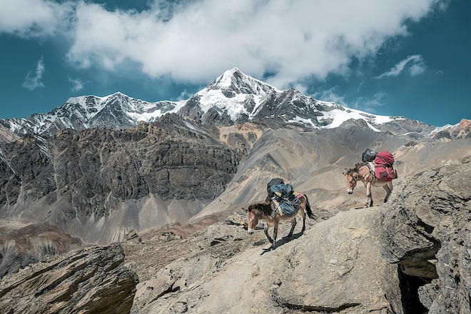 Shilajit wird auch Eroberer der Berge genannt.
