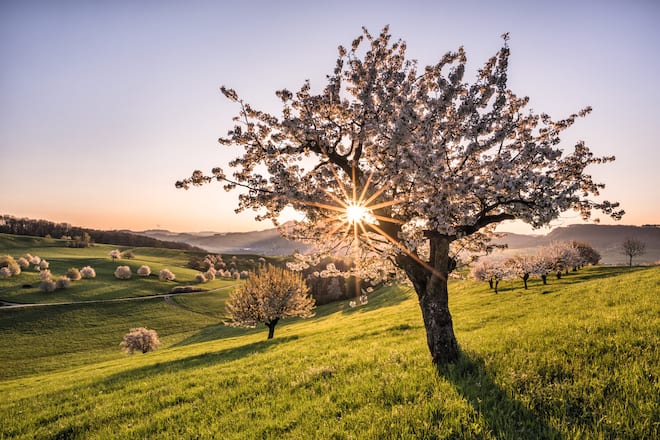 Schweiz. ganz natuerlich. Sonnenaufgang im Fricktal mit der bezaubernden Bluetenpracht der Kirschbaeume.