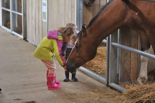 Kinder streicheln ein Pferd.