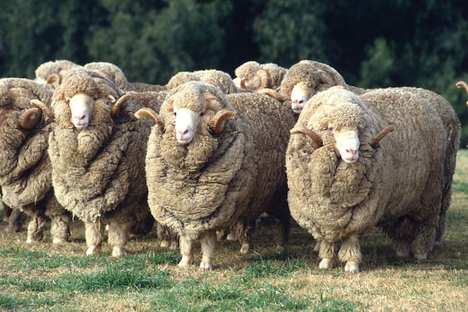 2DDTY92 Stud Merino ram at at a farm in Australia.sheep2DDTY92Alamy stockphoto