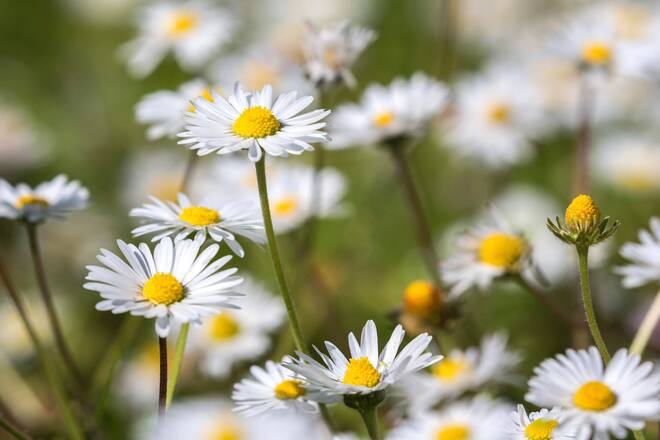 Ganseblumchen Bellis perennis, blühend, Baden-Württemberg, Deutschland, Europa *** flowering Bellis perennis, flowering, Baden Württemberg, Germany, Europe Copyright: imageBROKER/HarryxLaub ibxhal05800586.jpg Bitte beachten Sie die gesetzlichen Bestimmungen des deutschen Urheberrechtes hinsichtlich der Namensnennung des Fotografen im direkten Umfeld der Veröffentlichung!