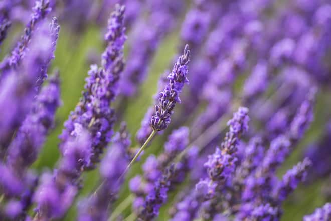 Close-up of lavender from France in summer cultivated in Brihuega, Spain