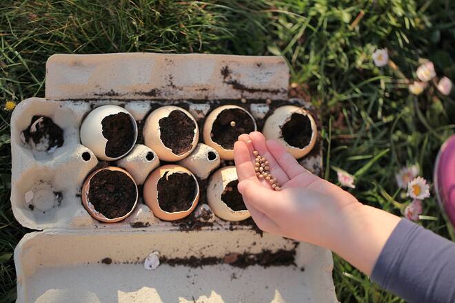 Kinderhand bepflanzt Eierschalen