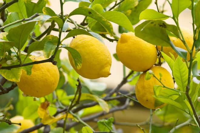 Mit Zitronen den Backofen reinigen