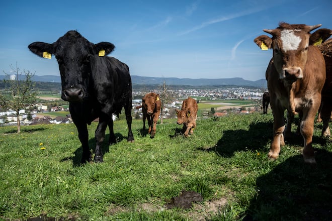27.04.2021; Muhen; Thomas + Nicole Anliker-Lüthi - Lottenhof; Bauer Thomas Anliker auf dem Weg zur Weide zu den Kühen und Ziegen. © Valeriano Di Domenico