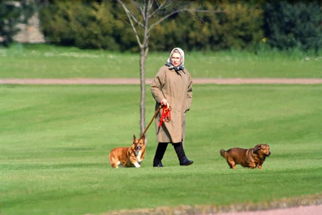 Queen Elizabeth und ihre Hunde