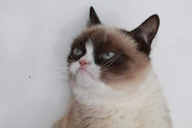 Grumpy Cat vor einer weissen Wand