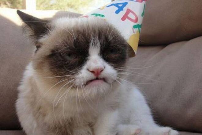 Grumpy Cat ist nicht in Feierlaune