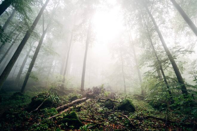 a misty forest in autumn