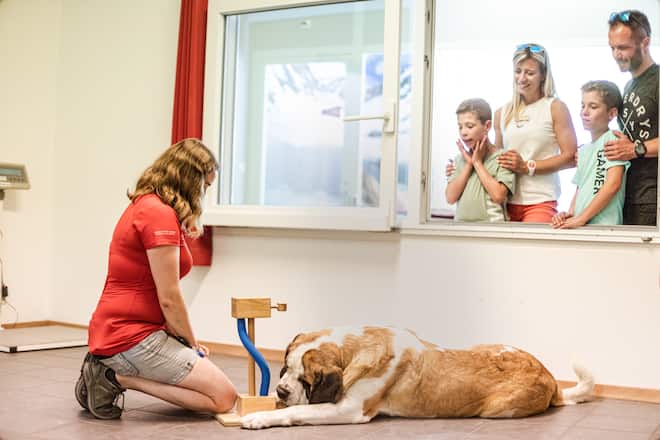 Familie betrachtet einen Bernhardinerhund im Barryland.