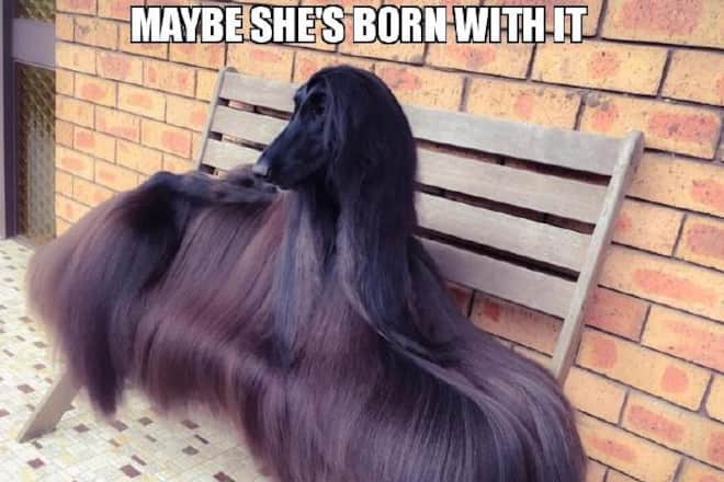 Afghanischer Windhund (schwarz Preis) Fotos Facebook