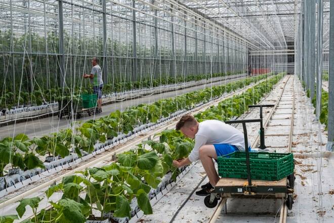 Hinwil, Schweiz, 2020 Arbeiter im Gewächshaus Gebrüder Meier das gefilterte C02 als Dünger von Climeworks benutzt