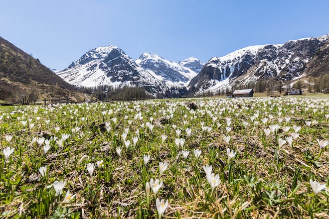 Meadows of Crocus flowers during spring bloom, Davos, Sertig Valley, canton of Graubünden, Switzerland