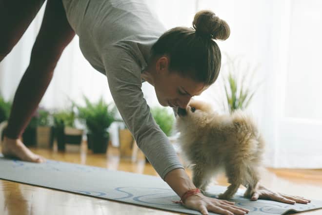 Young woman practicing iyengar yoga at her home and her pomeranian puppy wants to play with her.