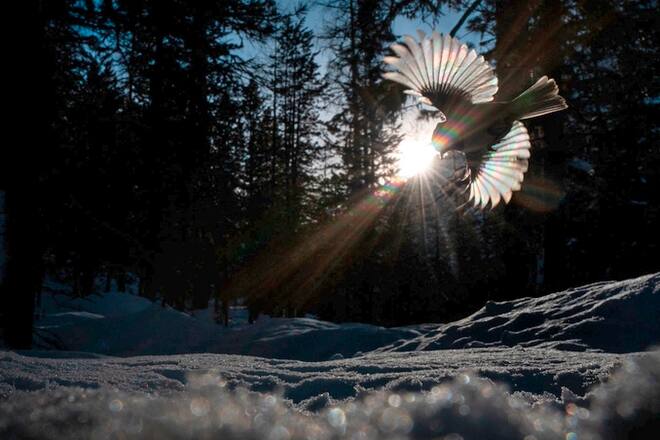 Wildtierfotograf Levi Fitze