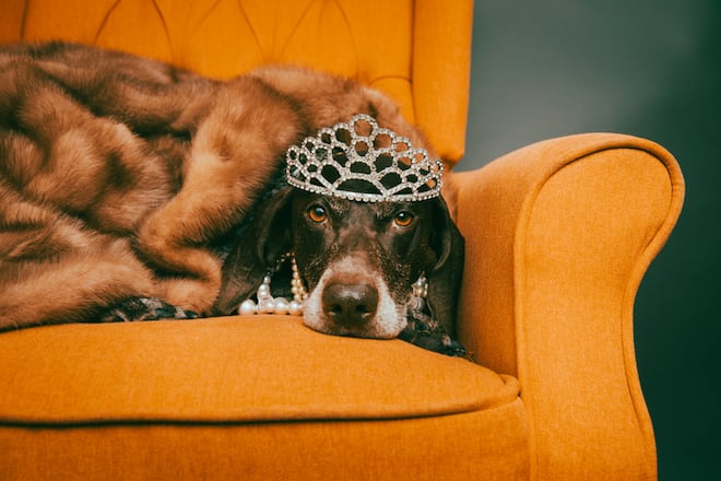 Pelz gehört dem Tier und sonst niemandem.