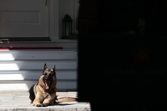 WASHINGTON, DC - MAY 10: Vice President Joe Biden's dog, Champ, lays down during speechs during a Joining Forces service event at the Vice President's residence at the Naval Observatory May 10, 2012 in Washington, DC. U.S. first lady Michelle Obama and Biden joined with Congressional spouses to assemble Mother's Day packages that deployed troops have requested to be sent to their mothers and wives at home. (Photo by Win McNamee/Getty Images)