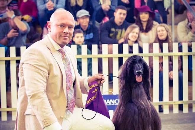 Hund Afghane schwarz Preis, Internet Fotos auf Social Media