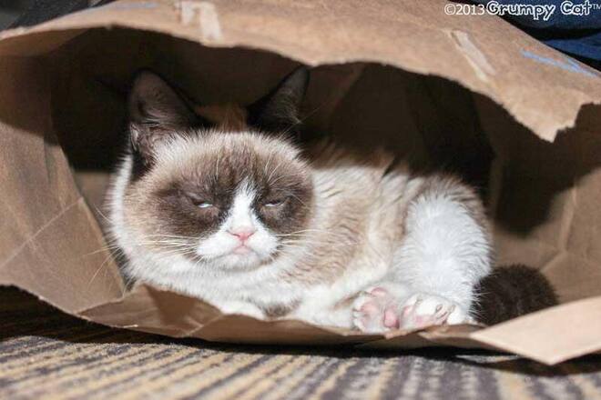 Grumpy Cat beim Dösen in Papiertüte