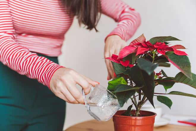 Woman watering poinsettia plant while standing at home model released Symbolfoto property released EYAF01427