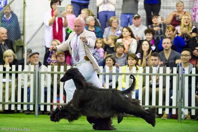 Hund Afghane schwarz Preis, Internet Fotos auf Social Media