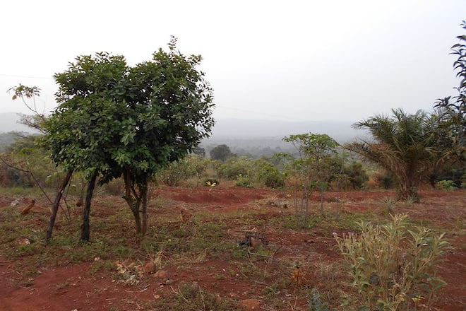 Reine Katharina Facebook Kamerun Weisse Königin My Day