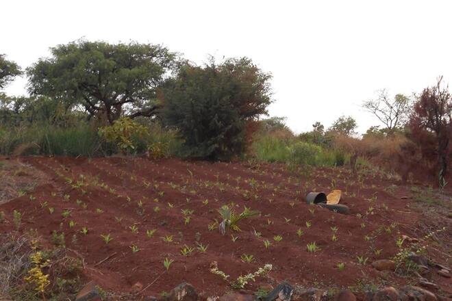 Reine Katharina Facebook Kamerun Weisse Königin My Day