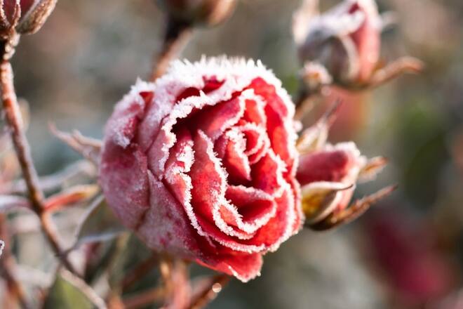Während der Eisheiligen müssen Pflanzen frostigen Temperaturen trotzen.