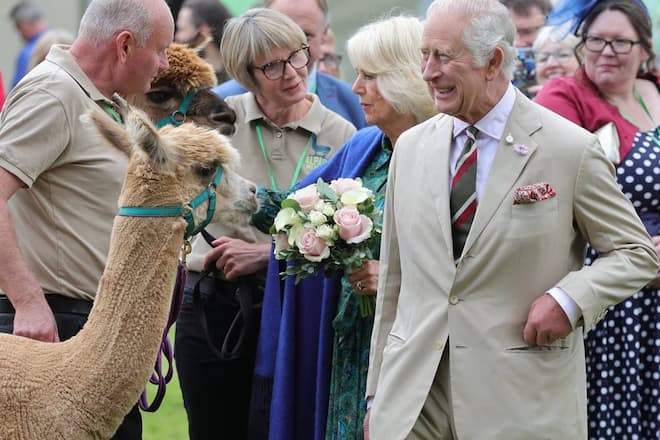 Königin Charles III., Königin Camilla und das Alpaka.