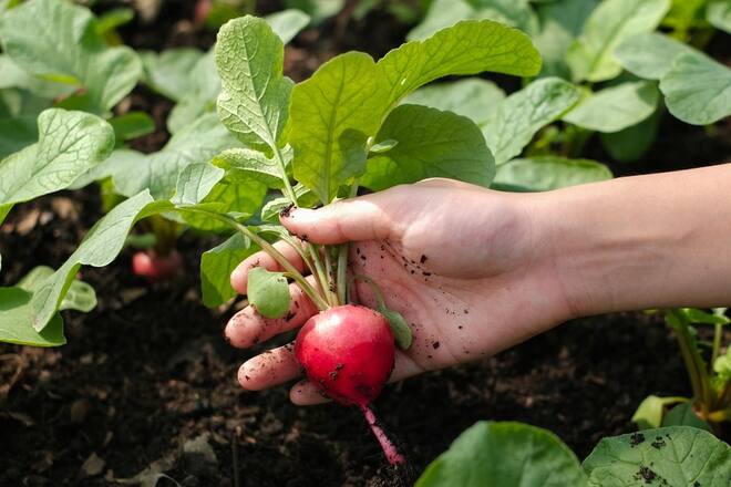 Radieschen gehören zu den Gemüsesorten, die im Herbst gedeihen.