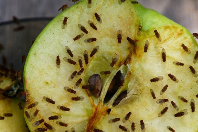 Fruchtfliegen vermehren sich extrem schnell.