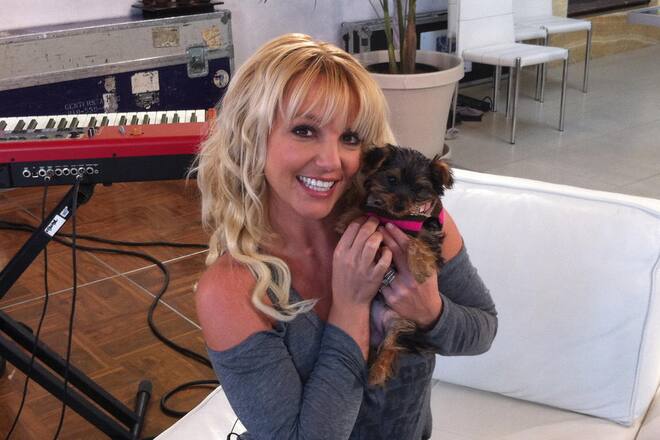 BdT_27-11-12_Britney Spears neuer Hund Hanna