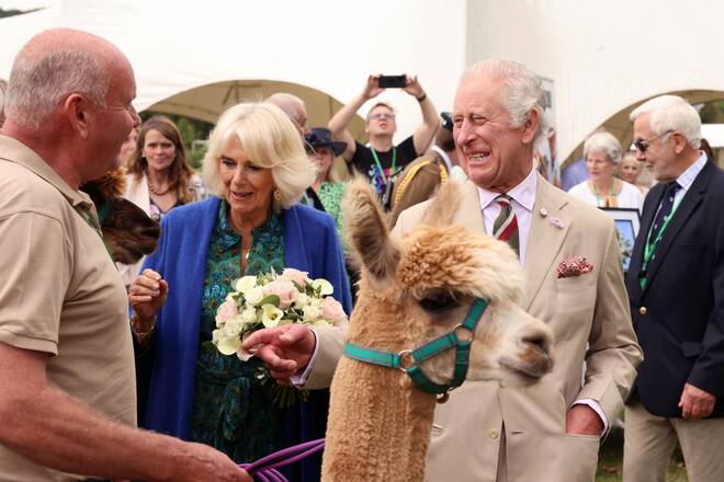 BRECON, WALES - JULY 20: Queen Camilla and King Charles III pictured alongside an alpaca from Brecknock Agricultural Societyâs annual show in a field next to Theatr Brycheiniog, on July 20, 2023 in Brecon, Wales. Theatr Brycheiniog was officially opened by The King, as The Prince of Wales, on 29th July 1997. It is Mid Walesâ principal space for theatre, the arts, and culture, featuring a 470-seat auditorium. (Photo by Chris Jackson/Getty Images)