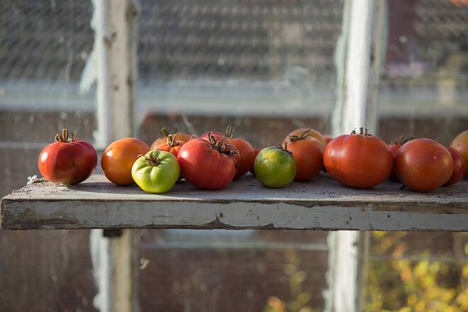 Home grown tomatoes ripening on a shelf at the end of the growing season.