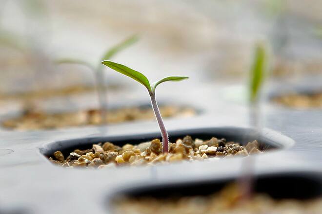 Tomato seedlings grow in a closed artificial light seedling production system, jointly developed by MKV Dream Co. and Chiba University, at the Plant Factory Center at the university's Kashiwanoha campus in Kashiwa City, Chiba Prefecture, Japan, on Monday, Nov. 12, 2012. Japanese consumers are closing their wallets as the economy's outlook darkens, making it harder for Prime Minister Yoshihiko Noda to stave off the nation's third recession in four years. Photographer: Kiyoshi Ota/Bloomberg via Getty Images