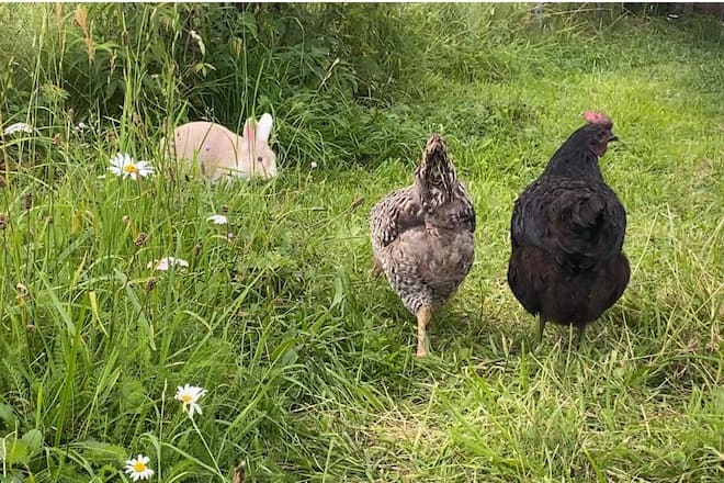 Sagen Sie mal Gilles Tschudi