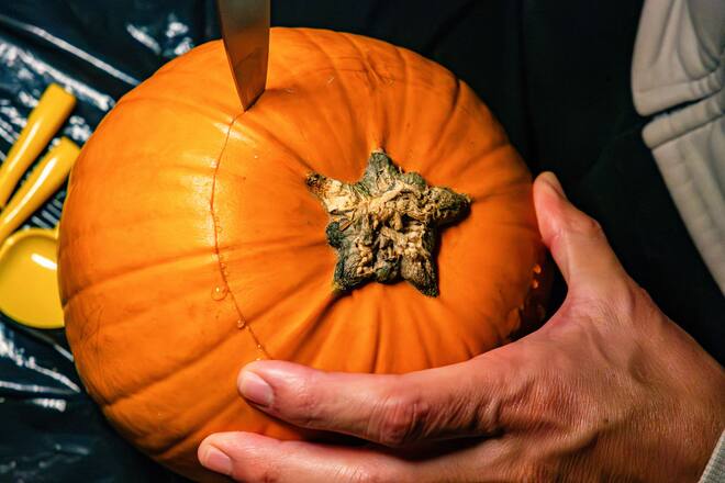 NIJMEGEN, GELDERLAND, NETHERLANDS - 2023/10/30: A man is seen starting to carve a pumpkin. During the Halloween season, people visited a farm close to the city of Nijmegen to buy pumpkins with carved scary faces. (Photo by Ana Fernandez/SOPA Images/LightRocket via Getty Images)