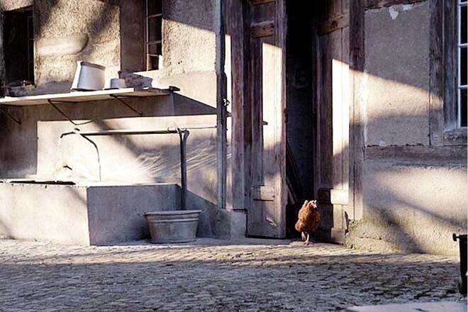 Huhn_Film_001