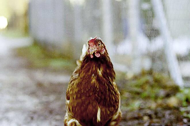 Huhn_Film_003