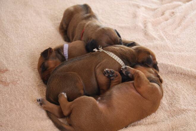 Auswanderer Schweiz Südafrika Lodge Sacha von der Crone