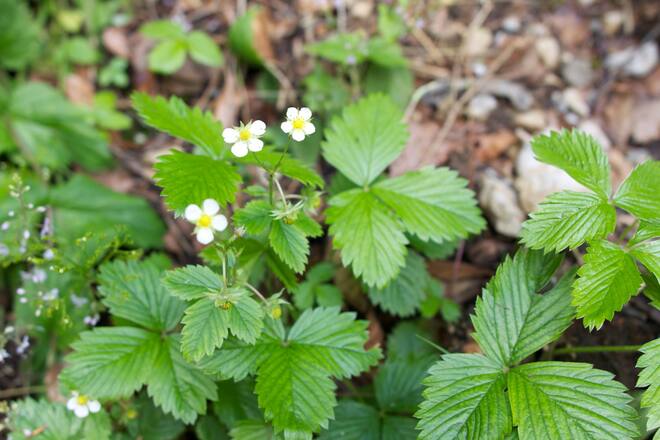 Beerensalat mit Quinoa