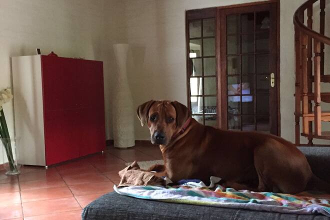 Blog Auswandern Südafrika Sacha von der Crone Alltag Leben