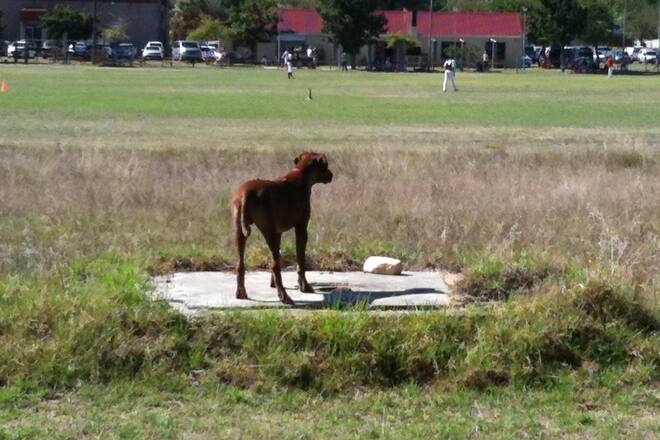 Sacha von der Crone Blog Südafrika Auswanderer