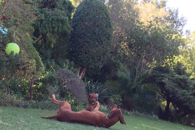 Südafrika-Blog Hunde beim Spielen