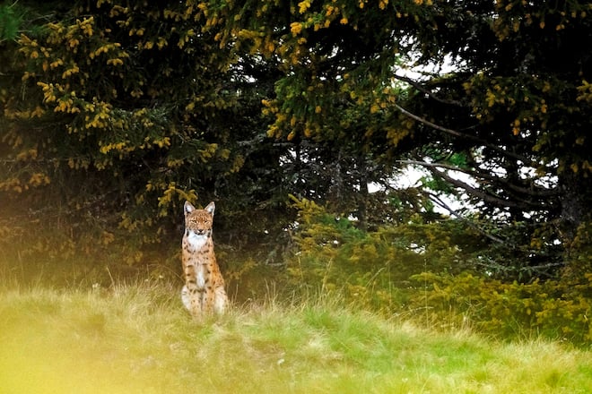 Wildtierfotograf Levi Fitze