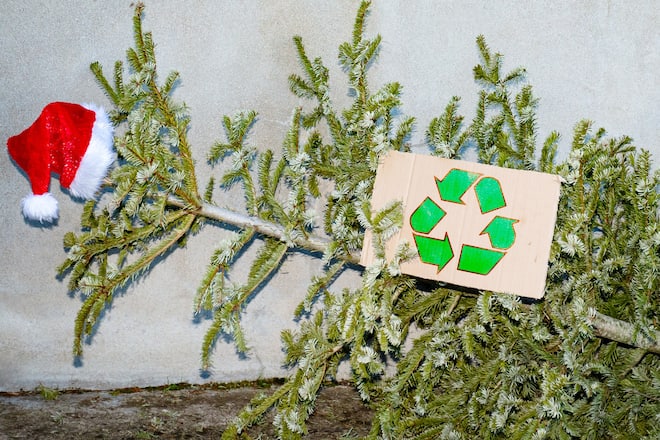 Noch nicht wegschmeissen! Der Weihnachtsbaum kann auch nach den Feiertagen noch zum Einsatz kommen.