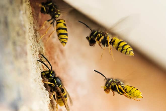Wespen suchen sich gerne mal Hauswände für ihren Nestbau aus.