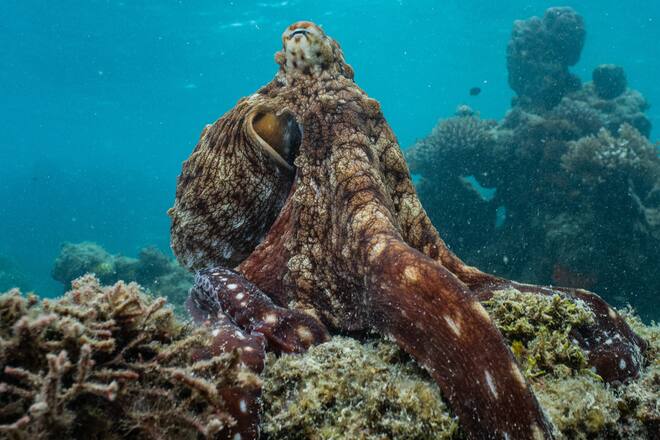 «Die geheimnisvolle Welt der Oktopusse» widmet sich einem der ungewöhnlichsten Bewohner unseres Planeten.