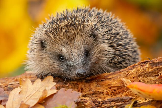 Igel sind besonders gefährdet.