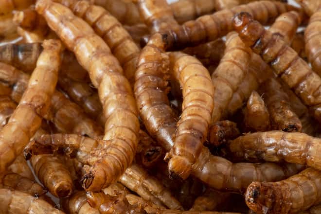 Mehlwürmer sind ein proteinreiches Nahrungsmittel.